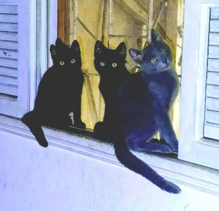Gato ra a  idade 2 a 6 meses nome Cinzinha