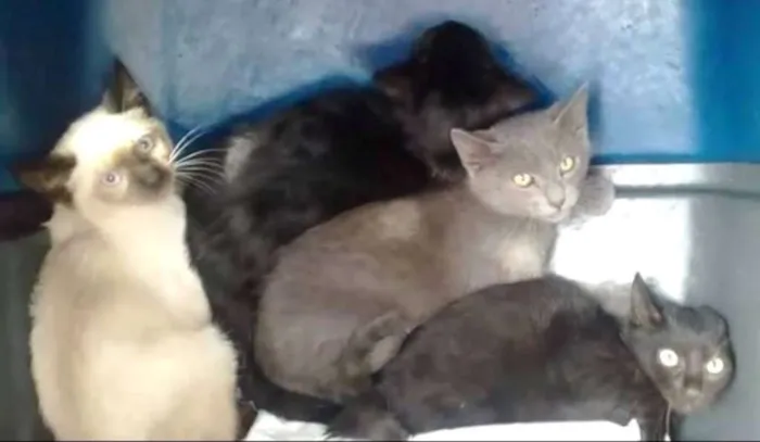 Gato ra a  idade 2 a 6 meses nome Cinzinha
