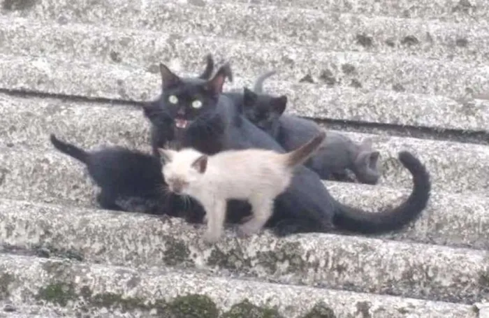 Gato ra a  idade 2 a 6 meses nome Cinzinha