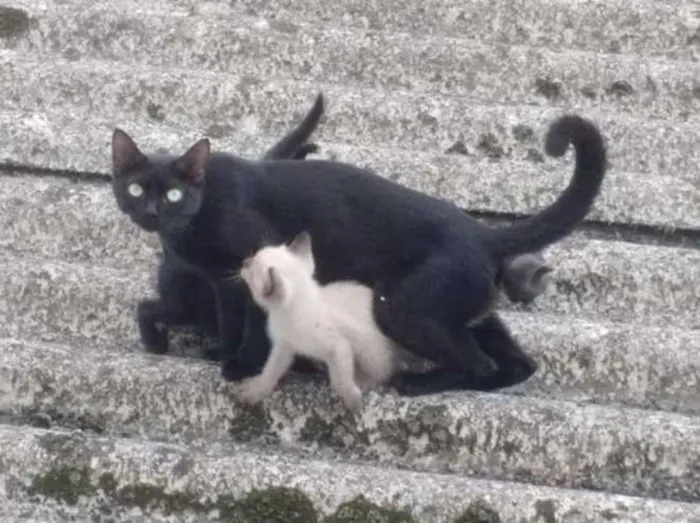 Gato ra a  idade 2 a 6 meses nome Cinzinha