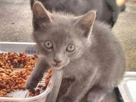 Gato ra a  idade 2 a 6 meses nome Cinzinha