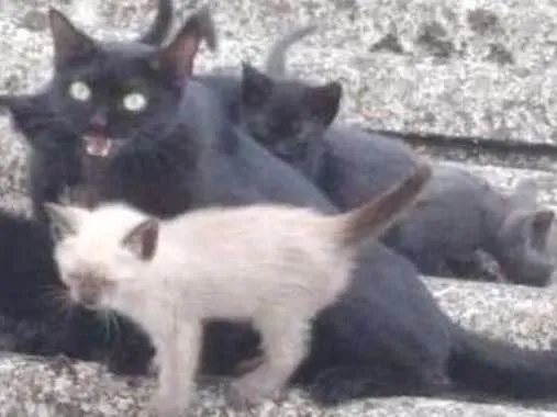 Gato ra a  idade 2 a 6 meses nome Cinzinha