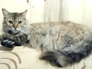 Gato raça  idade 2 anos nome Peluda
