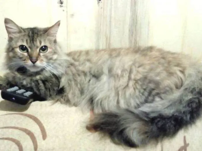 Gato ra a  idade 2 anos nome Peluda