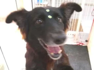 Cachorro raça  idade 6 ou mais anos nome Pretinha