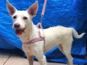 Cachorro raça  idade 3 anos nome Luna