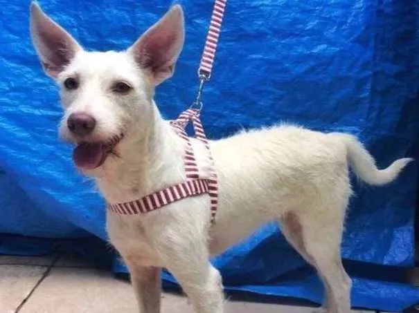 Cachorro ra a  idade 3 anos nome Luna
