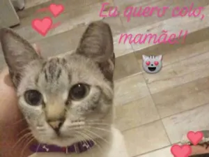 Gato raça SRD idade 2 anos nome Unna