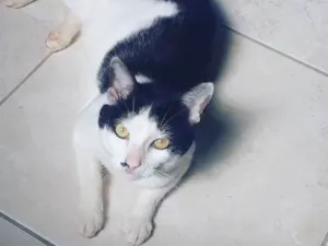 Gato raça SRD idade 7 a 11 meses nome Pandora e Tonico