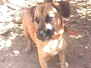 Cachorro raça vira lata idade 1 ano nome marshall