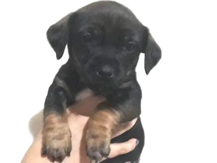 Cachorro ra a Srd idade Abaixo de 2 meses nome Cusco