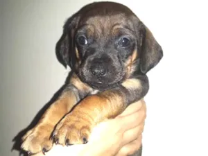 Cachorro raça Srd idade Abaixo de 2 meses nome Nina