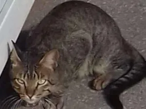 Gato raça SRD idade 2 anos nome Rajadinho