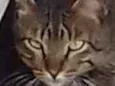 Rajadinho