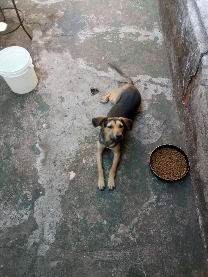 Cachorro ra a Não sei  idade 2 a 6 meses nome Estrela