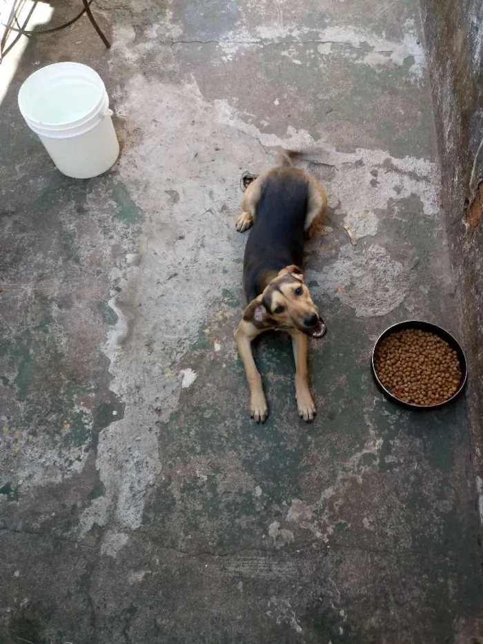 Cachorro ra a Não sei  idade 2 a 6 meses nome Estrela