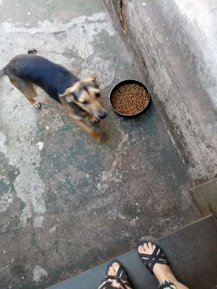 Cachorro ra a Não sei  idade 2 a 6 meses nome Estrela