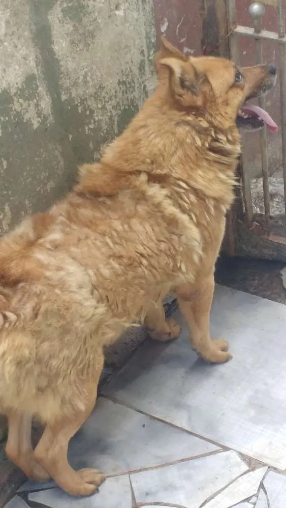 Cachorro ra a Vira lata idade 5 anos nome Lobinho