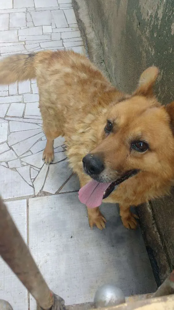Cachorro ra a Vira lata idade 5 anos nome Lobinho
