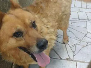 Cachorro raça Vira lata idade 5 anos nome Lobinho