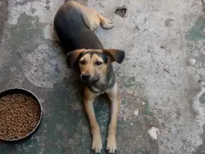 Cachorro raça Não sei  idade 2 a 6 meses nome Estrela