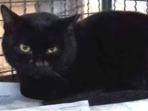 Gato raça SRD idade 2 anos nome Pretinho