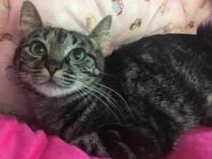 Gato raça SRD idade 7 a 11 meses nome GLITTER