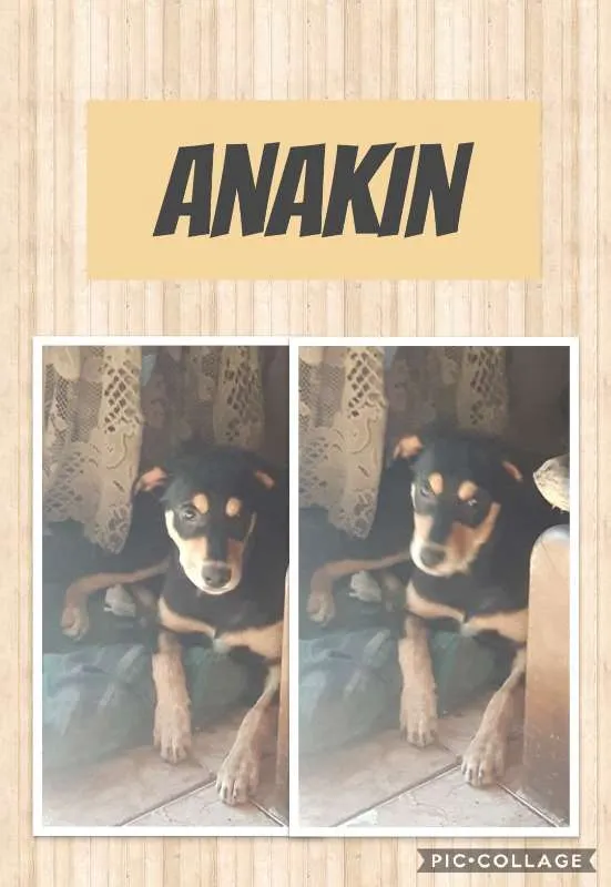 Cachorro ra a SRD idade 7 a 11 meses nome Anakin