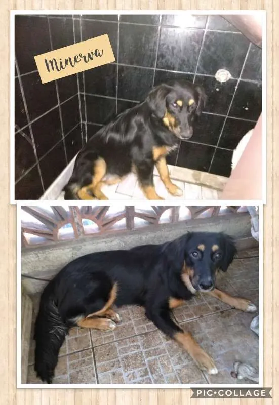 Cachorro ra a SRD idade 7 a 11 meses nome MINERVA