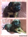 ULA
