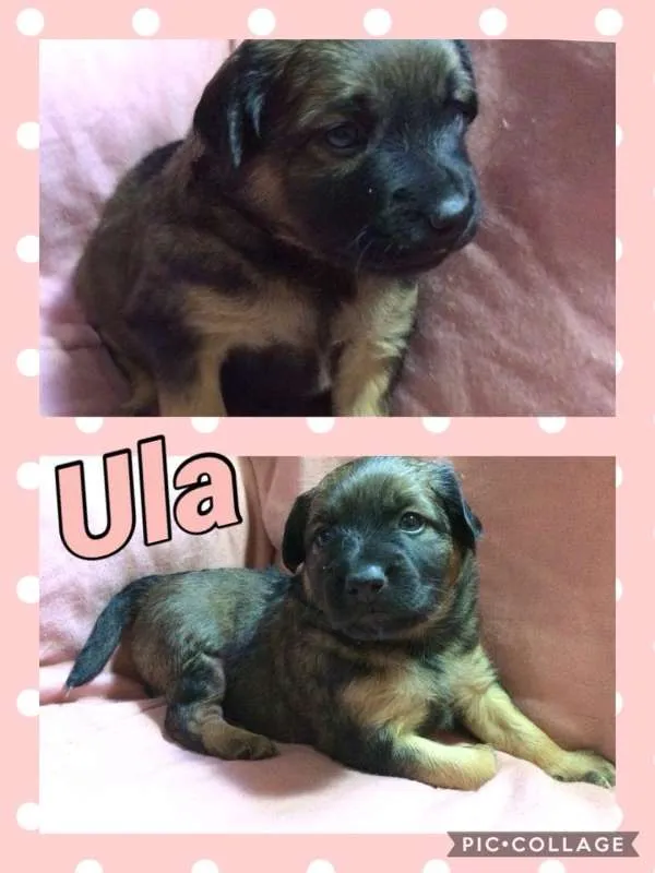 Cachorro ra a SRD idade Abaixo de 2 meses nome ULA