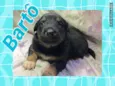BARTÔ