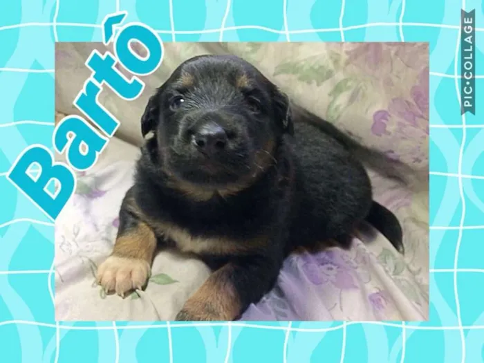 Cachorro ra a SRD idade Abaixo de 2 meses nome BARTÔ
