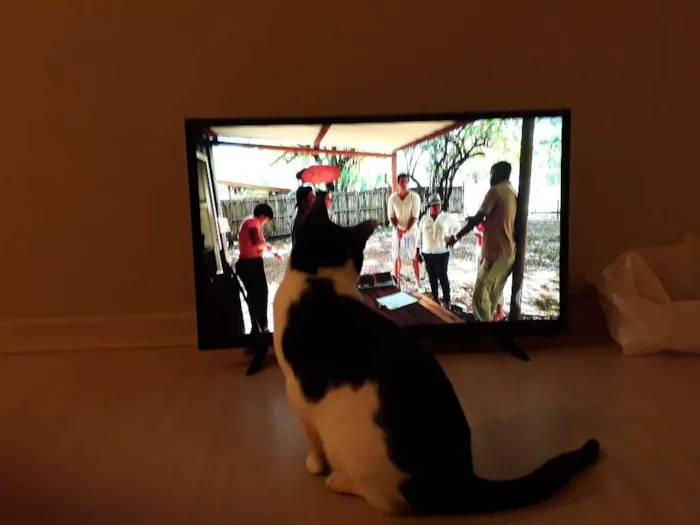 Gato ra a SRD idade 7 a 11 meses nome Tonico