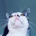 Tonico