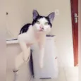 Tonico