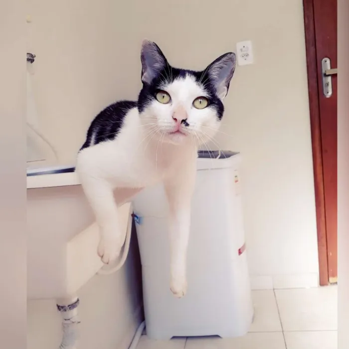 Gato ra a SRD idade 7 a 11 meses nome Tonico