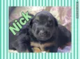 NICK