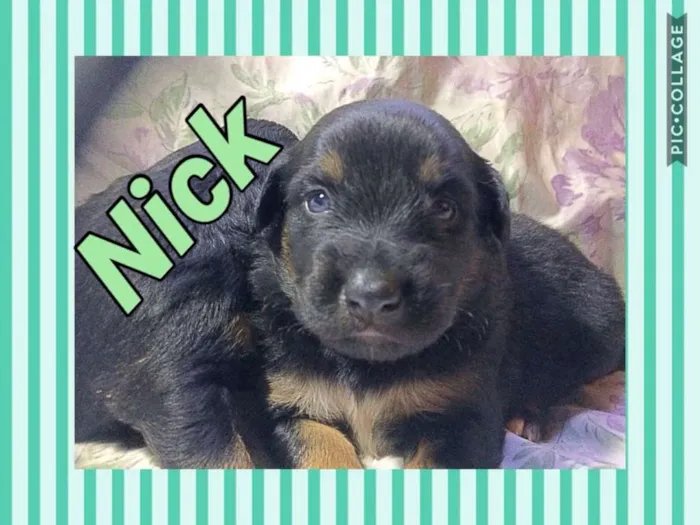 Cachorro ra a SRD idade Abaixo de 2 meses nome NICK