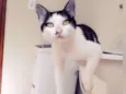 Tonico
