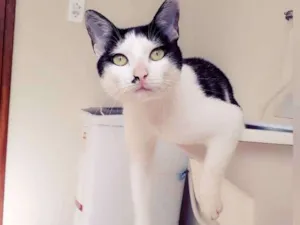 Gato raça SRD idade 7 a 11 meses nome Tonico