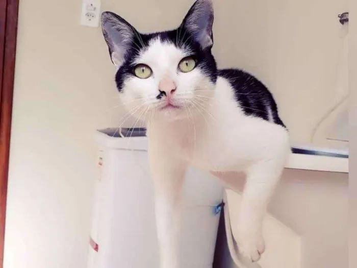 Gato ra a SRD idade 7 a 11 meses nome Tonico