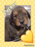 ZUCKER
