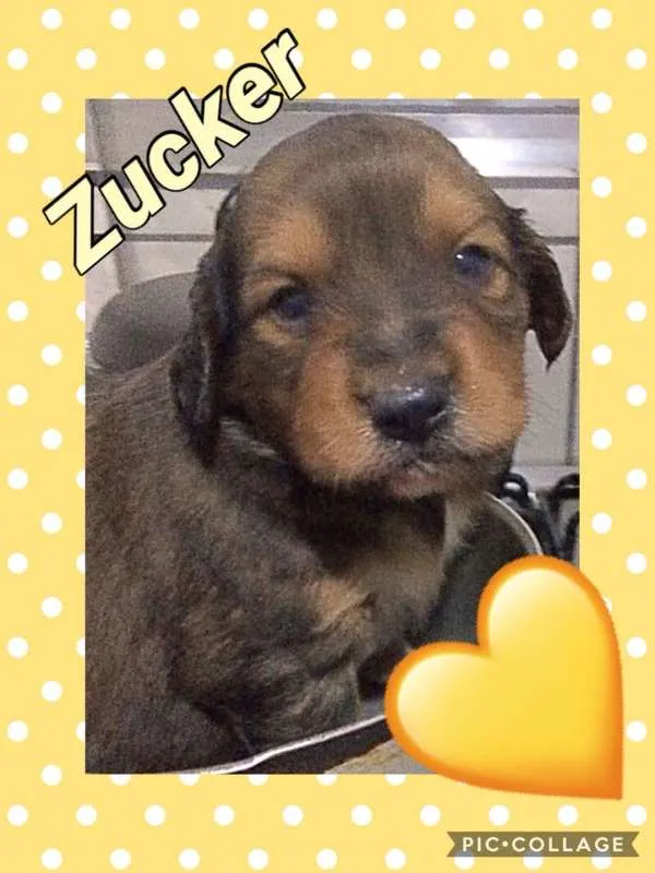 Cachorro ra a SRD idade Abaixo de 2 meses nome ZUCKER