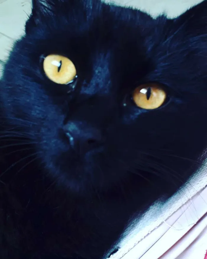 Gato ra a SRD idade 7 a 11 meses nome Pandora