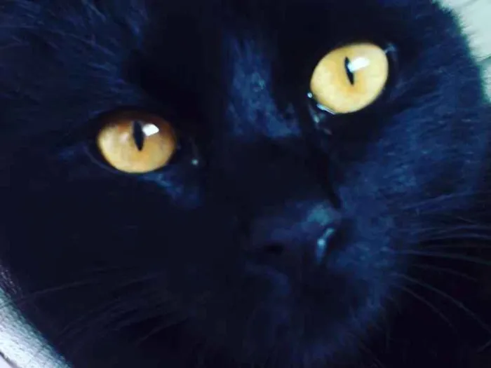Gato ra a SRD idade 7 a 11 meses nome Pandora