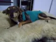 Princesa