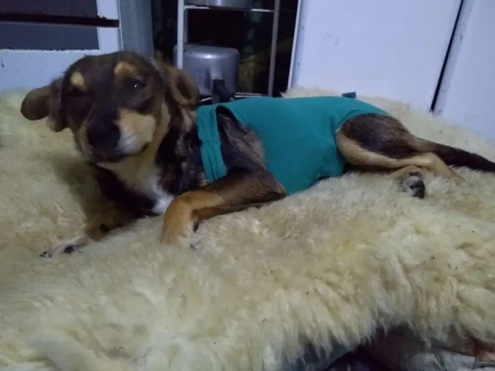 Cachorro ra a Vira-lata idade 2 anos nome Princesa