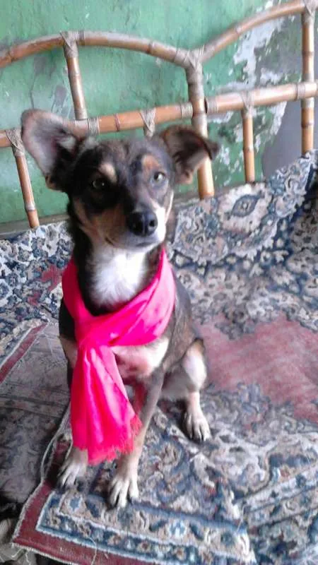 Cachorro ra a Vira-lata idade 2 anos nome Princesa