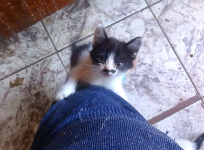 Gato ra a Sem Raça Definida idade 2 a 6 meses nome Sem Nome